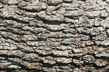 Oak bark texture. Tree bark background. Forest trunk pattern.