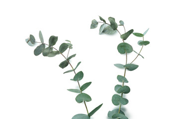 Beautiful eucalyptus twigs isolated on white background © Atlas