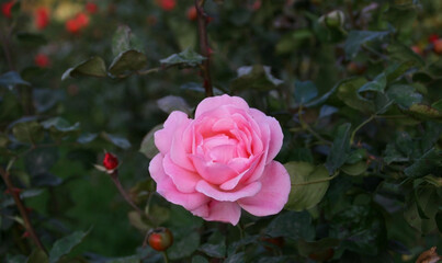 Rose flower on green background  in the garden of roses. Nature. 