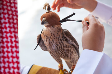 Doha,Qatar-12,10,2016: Arabian Falcon close-up shot