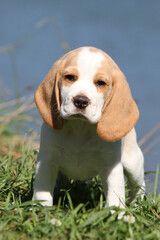 Un chiot Beagle debout dans une prairie