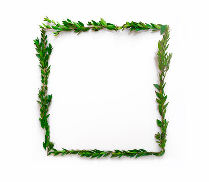 green leaves square frame   