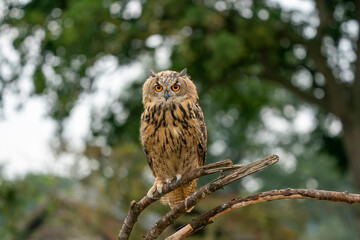 Eurasian Eagle Owl, Bubo bubo, a large species of Eagle Owl. Sit in a tree, red eyes staring at you. One of the largest species of owls