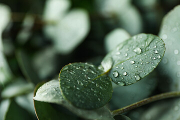 Beautiful eucalyptus leaves with water drops, close up - obrazy, fototapety, plakaty