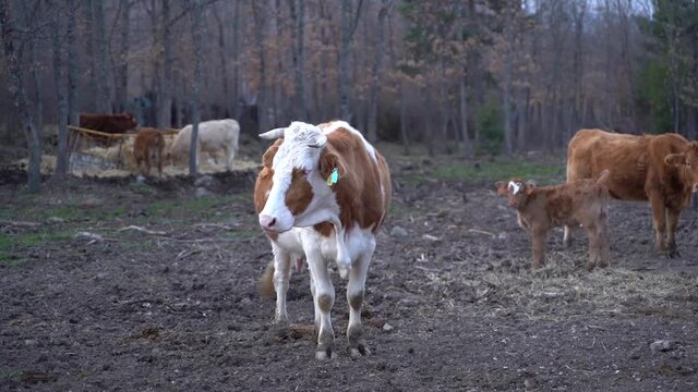 Vaca y ternero en una explotaci&oacute;n