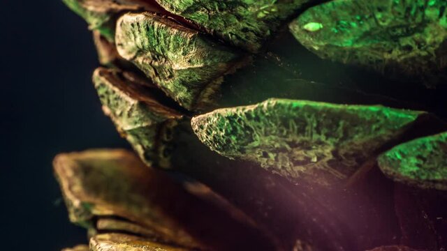 Pine Cone Macro Timelapse