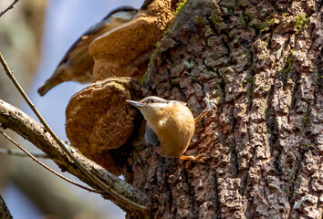 Eurasian Nuthatch - Sitta europaea 