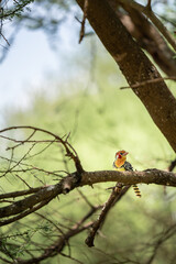 Fototapeta premium birds in Africa