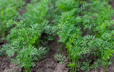 Young seedlings of carrots growing on a farm bed. Organic farming concept. Selective focus.