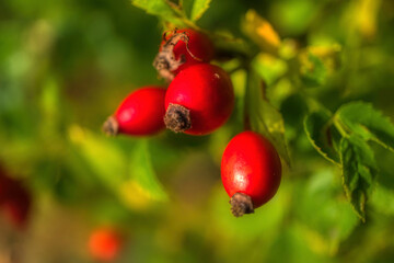 berries on a bush