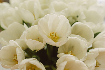 Obraz na płótnie Canvas White tulips in transparent vase on color background. Spring concept. Retro film grain picture