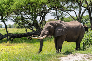 Elephants in safari