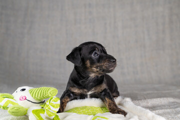Brown and black, brindle Jack Russell Terrie puppy. Lies on a toy elephant. Dog seen in front. Cream colored background
