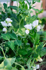Young shoots and flowers of green peas. Branch with leaves and flower. Close-up. Vertical crop.