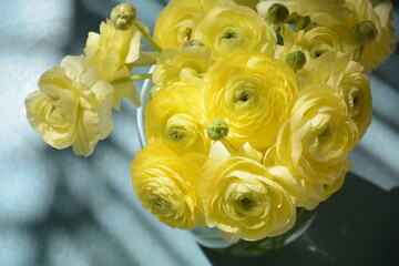 Ranunculus asiaticus or Persian buttercup gold color flower,  macro. Easter yellow blossom background.  Trendy Illuminating yellow color