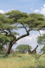 Giraffes in safari
