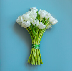 White tulips on a blue background. Spring concept.