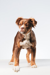 Tricolor Mammut Old English Bulldog dog  pup standing isolated in a white background looking to the left