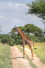 Giraffes in safari