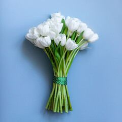 White tulips on a blue background. Spring concept.