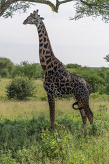Naklejka na ściany i meble Giraffes in safari