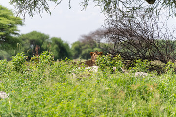 ypung lions