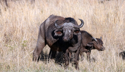 Obraz premium Buffalo female and calf, South Africa 