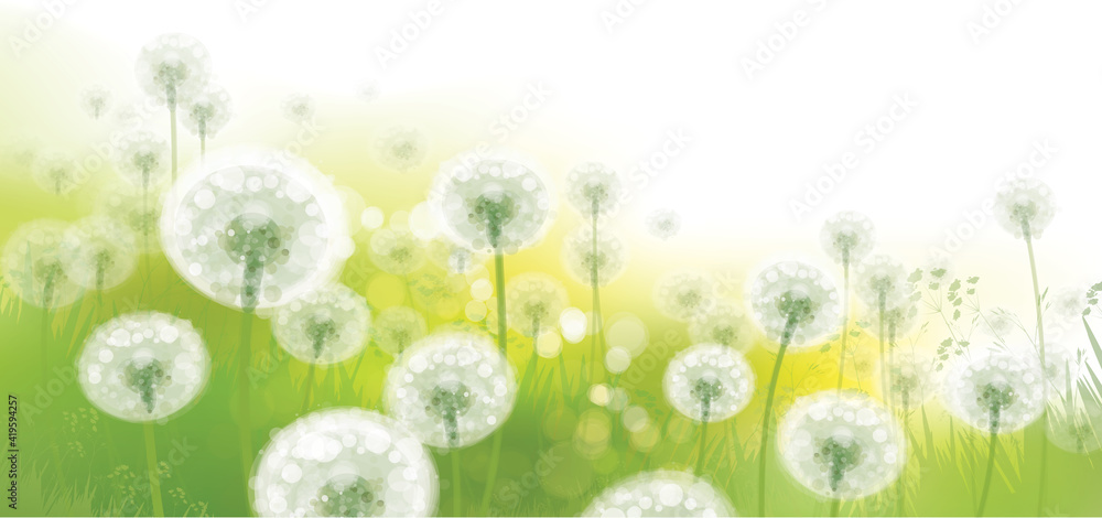 Wall mural vector spring bokeh background with white dandelions.