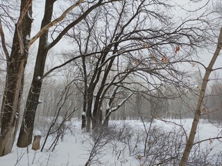 Walk in the winter forest during a snowfall