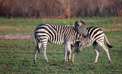 Fototapeta na wymiar Young zebra play fighting, South Africa 