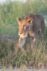 Beautiful Lion Caesar in the golden grass of Masai Mara, Kenya