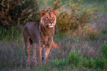 Beautiful Lion Caesar in the golden grass of Masai Mara, Kenya