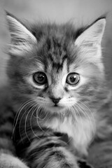Cute kitten in black and white looking at the frame