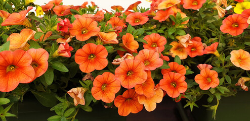 Panorama of orange Petunia flowers.