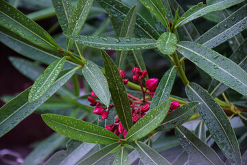 Stock photo of a oleander flower plant water drops on on the leaves in the rainy season at kolhapur...