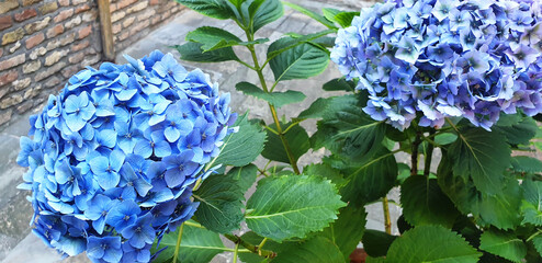 Panorama of of the blue flower hydrangea macrophylla or hydrangea ardorescens