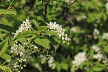 Beautiful bird cherry tree in blossom in sunlight. White little flowers. Spring blooming floral background. Selective focus.