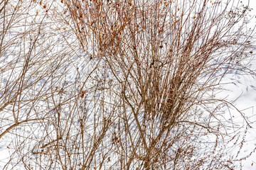 Perennial bush after heavy snowfall on a winter day