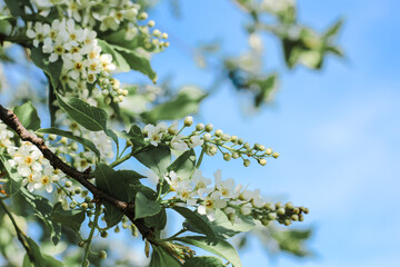 Beautiful bird cherry tree in blossom in sunlight. White little flowers. Spring blooming floral background. Selective focus.