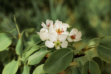 Beautiful pear tree in blossom. White flowers and buds. Spring blooming floral background. Selective focus.