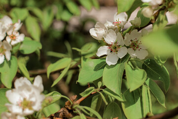 Beautiful pear tree in blossom. White flowers and buds. Spring blooming floral background. Selective focus.