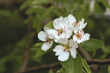 Beautiful pear tree in blossom. White flowers and buds. Spring blooming floral background. Selective focus.