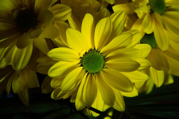 Close-up of yellow daisy with detail of the center of the flower surrounded by petals of other yellow and white daisies. Spring wallpaper