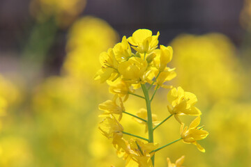 春 菜の花 菜花 黄色 パステル 美しい きれい 満開 のどか ふんわり 優美 鮮やか