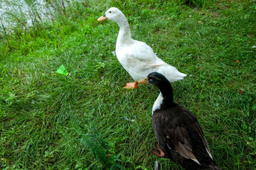 Park in Korea: Ducks Living in Yuldong Park