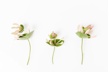 Set of wildflowers on white background. Botany concept, overhead top view, flat lay.