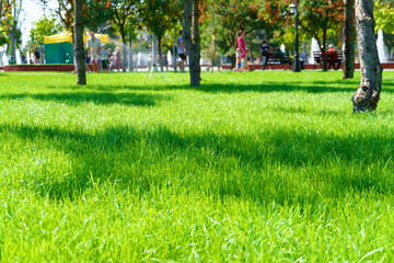 Obraz premium city park on a summer day, green lawns with grass and trees, paths and benches, people walking and children playing, bright sunlight and shadows