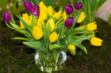 Pretty romantic bouquet of fresh yellow and purple spring flowers - tulips in a glass vase. Selective focus. Floral greeting card or banner.