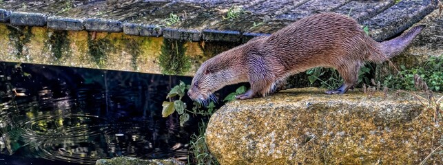european otter