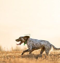Pointer pedigree dog jumping over wheat field with clear sky